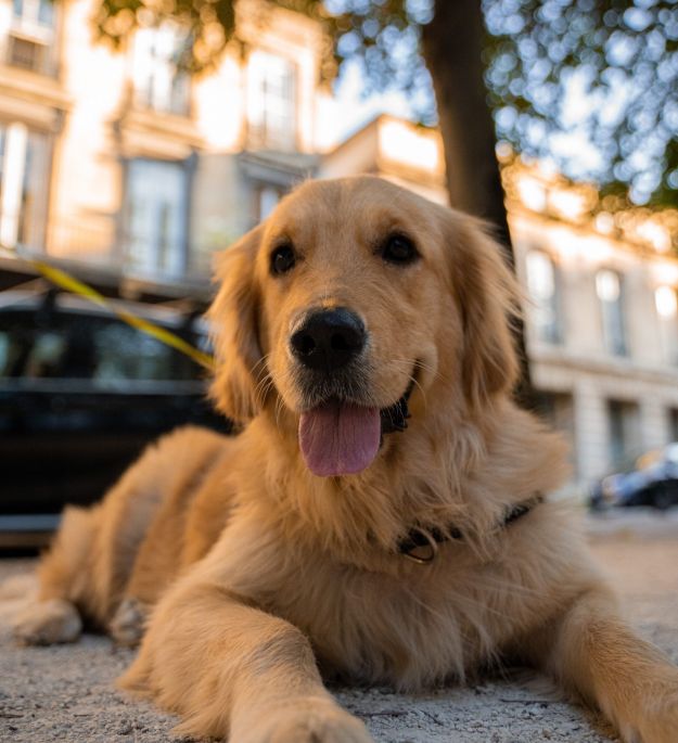 Cute golden retriever laying on the sidewalk